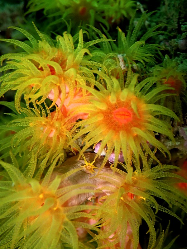 Tubastraea sun coral polyps, close up