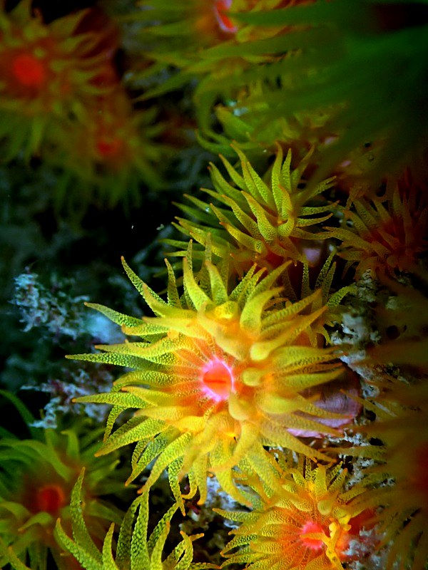 Tubastraea sun coral polyps feeding