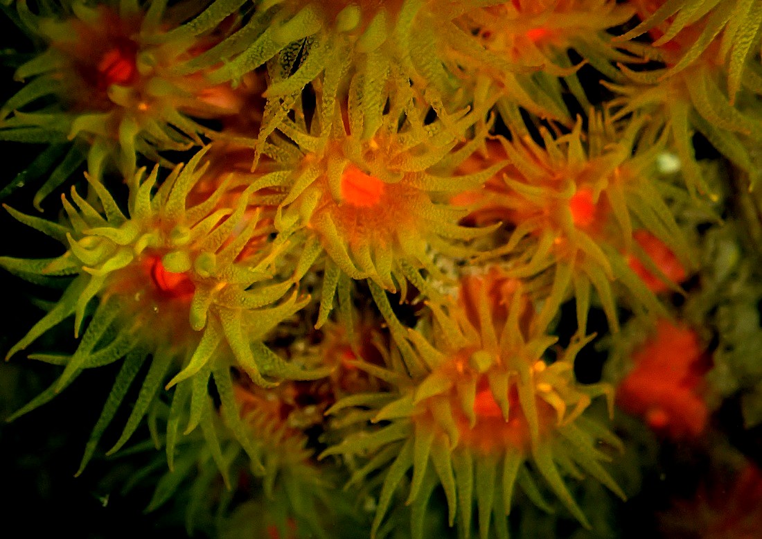 Field of Tubastraea sun coral, Nikoi