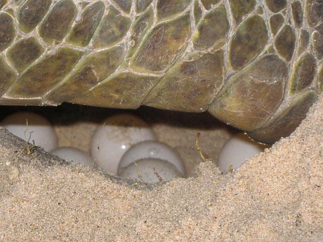 Turtle eggs visible in an opened nest, Nikoi