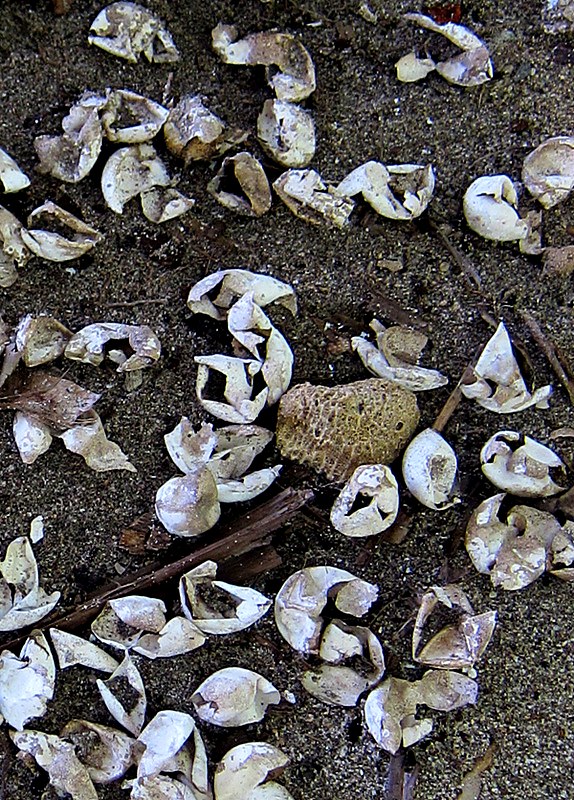 Broken turtle eggshells after a successful hatch