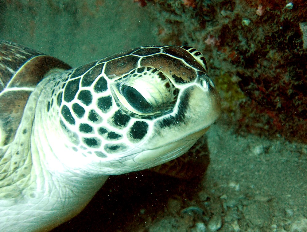 A green turtle on Nikoi's reef