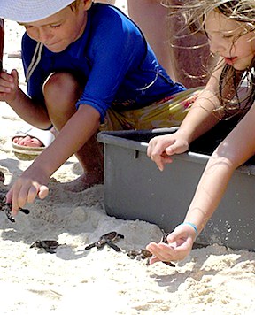 Guests helping release hatchlings into the water, Nikoi