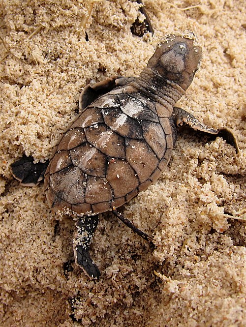 A single hatchling, close, Nikoi