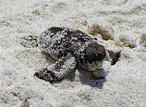 A hatchling emerging from the sand, Nikoi