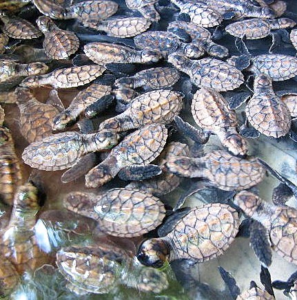 A mass of hatchlings crossing the sand toward the sea