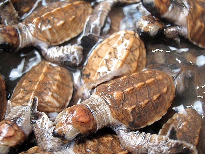Hatchlings swimming just offshore, Nikoi