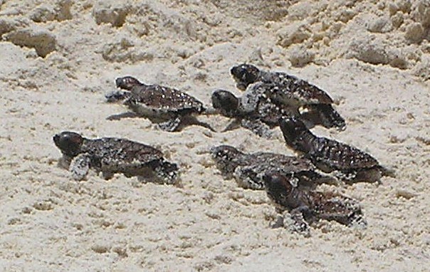 Hatchlings scattering toward the waves, Nikoi