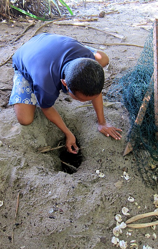 Staff member checking a turtle nest, Nikoi