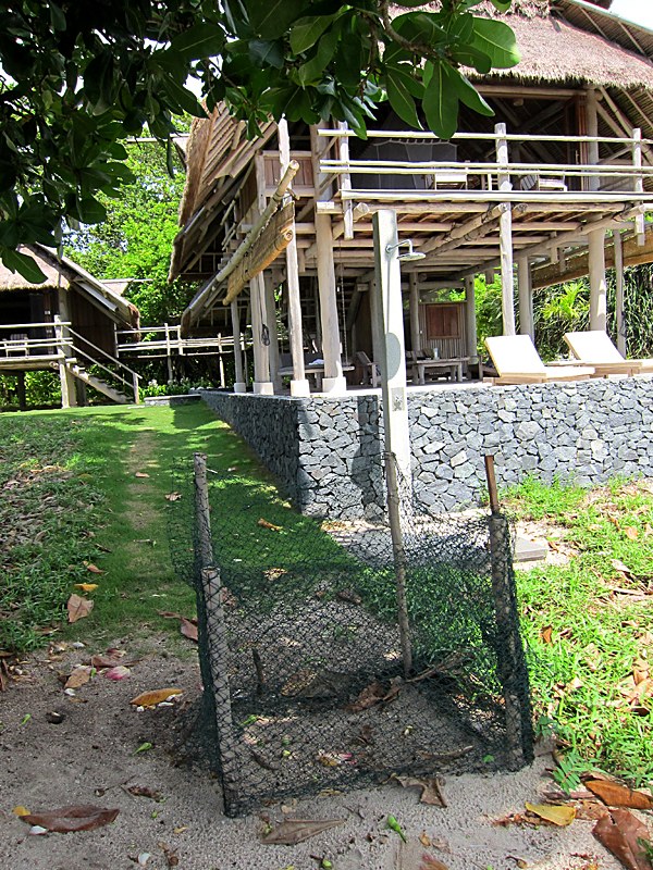 A turtle nest fenced against monitor lizards, Nikoi
