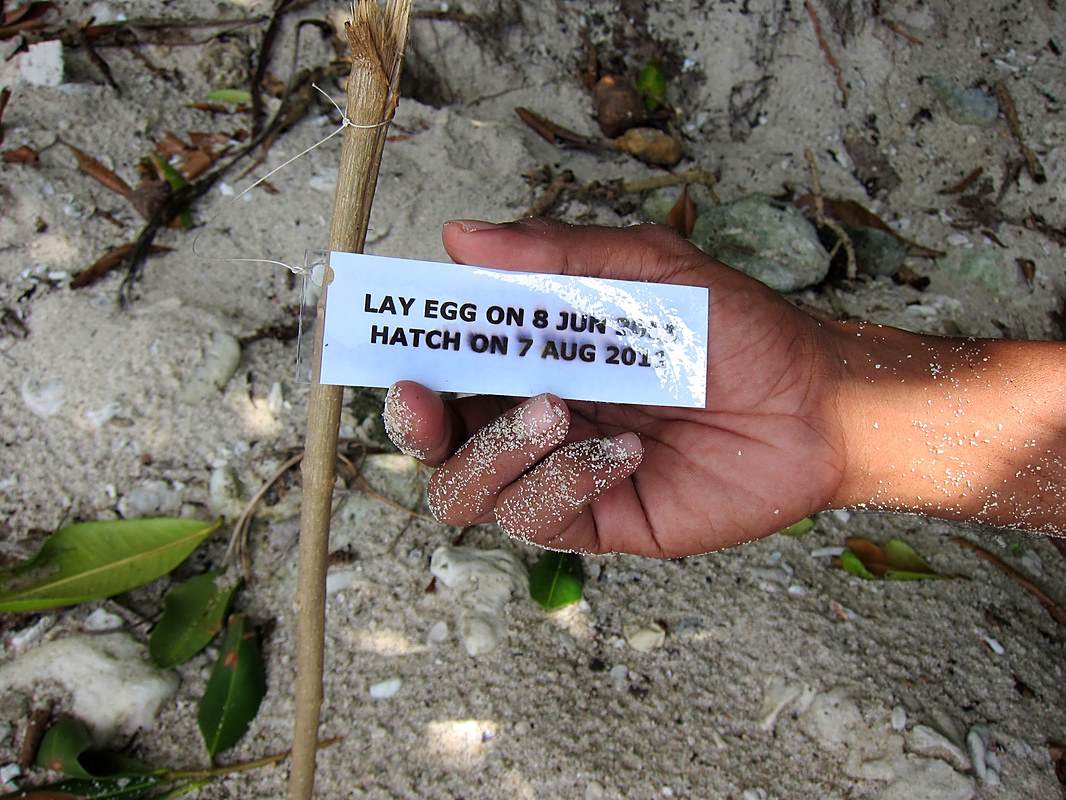 Hand-written tag recording a nest's laying and hatching dates