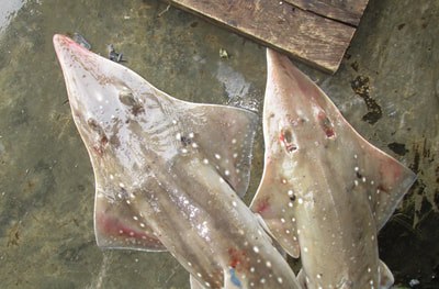 Shark market, Bintan