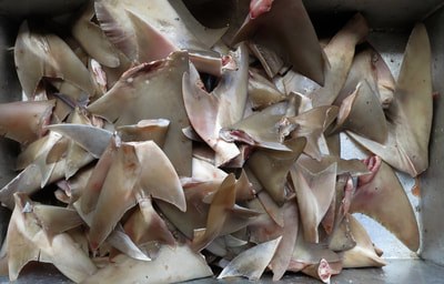 Shark market, Bintan
