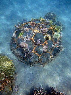 Hexagonal artificial reef structure with coral fragments attached, seen from above