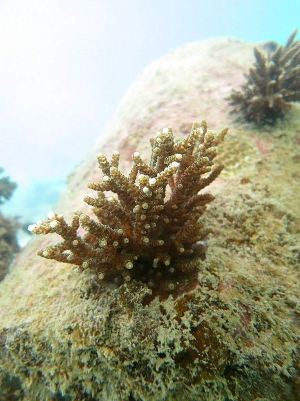 Coral recruit growing on the artificial reef structure