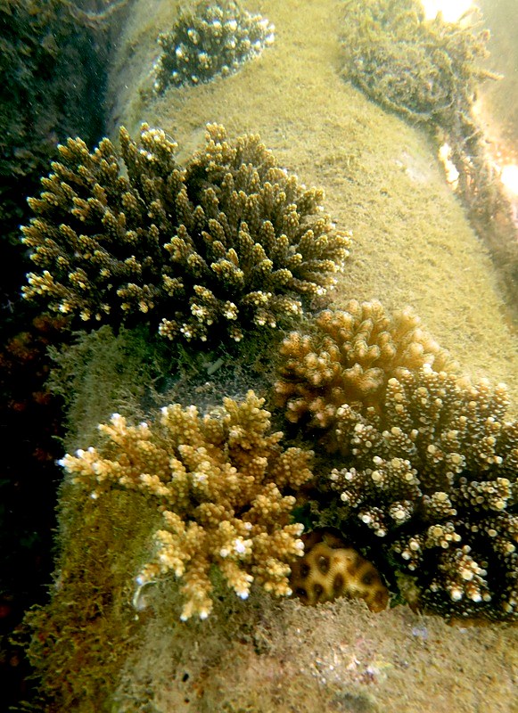 Coral colonies established on the artificial reef structure