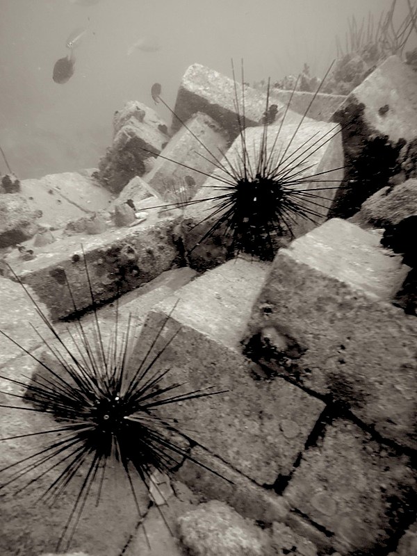 Sea urchins on submerged blocks of the wreck
