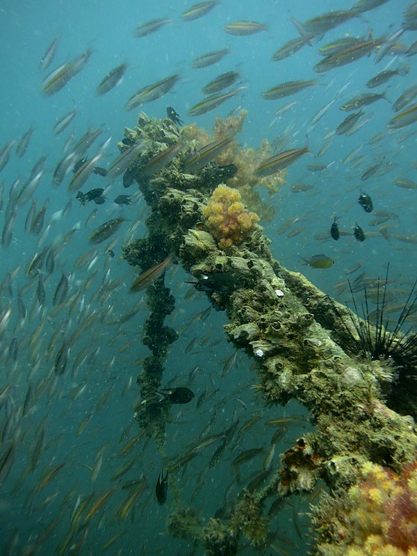 Fish sheltering around encrusted wreck structure